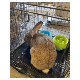 flemish doe