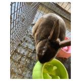 chocolate satin buck