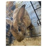 rust flemish buck