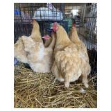 Buff Orphington hens