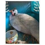 male pearl lavendar guinea 2 yr old