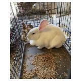 white flemish doe