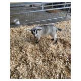 carmel pygmie doe  INAK5227