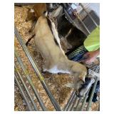 doe goat  INAK5230