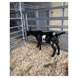 mytonic fainting goat doe  INAK5229