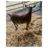 mytonic fainting goat doe  INAK5228