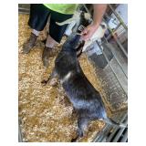 doe goat  INAK5231