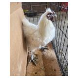 white silkie rooster