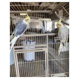 cockatails 1yr bonded pair