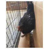 black americana rooster