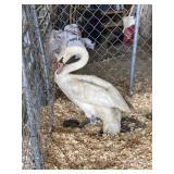 Unsexed mute swan