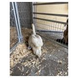 Unsexed mute swan