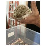 male hedge hog