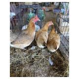 game bantam hens