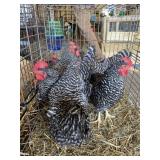 Barred rock hens