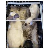 pair of calfornia white rabbits