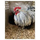 pair of cochin bantams