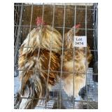 pair of blue laced red wyndottes