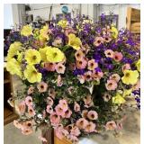Cookï¿½s Nursery Hanging Basket