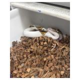 Juvenile pied ball python