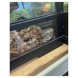 Western hognose. Female