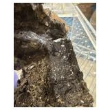 Brazilian red head tarantula