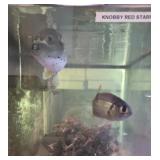 2 75 gallon salt water