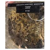 Goliath pink foot bird eater
