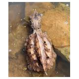 Mata mata turtle