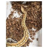 Baby blood python