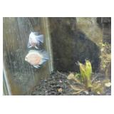 Parrot fish & bichers