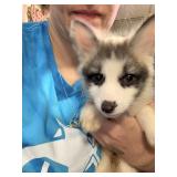 Male red fox. 8 weeks old. Super sweet
