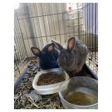Rabbits