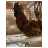 Polish Rooster