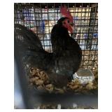 Black OE Male