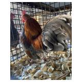 Blue Red OE Male