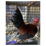 BB Red OE Male