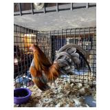 Blue Wheaton Male OE, Show Ready