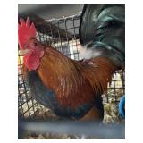 Wheaton Male OE
