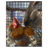 Blue Wheaton OE Male