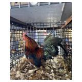 BB Red OE Male