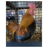 Wheaton OE Male