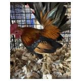 Wheaton OE Male