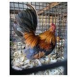Wheaton OE Male