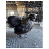 Partridge Silkie Cockeral