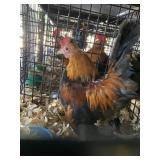 Wheaton OE Male
