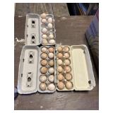 Guineie Eggs, 3 Doz.
