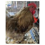 1 Rooster, 1 Hen Orphinton