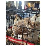 Hen with Chicks, Orphinton