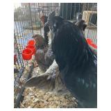 1 Rooster, 5 Hens Americanas
